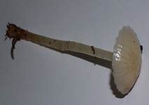 Dehnbarer Helmling, Foto 11
