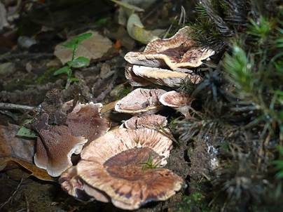 Derber Korkstacheling, Foto 2