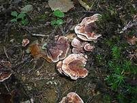 Derber Korkstacheling, Foto 5