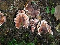 Derber Korkstacheling, Foto 6