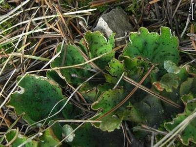 Apfelflechte, Foto 4