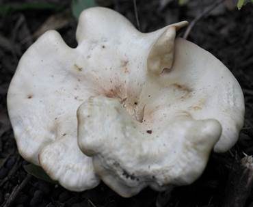 Dichtblättriger Röteltrichterling, Foto 3