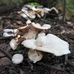 Dichtblättriger Röteltrichterling, Foto 4