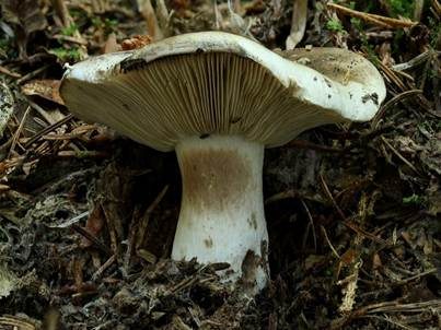 Dichtblättriger Schwärztäubling, Foto 2