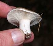 Dichtblättriger Schwärztäubling, Foto 13