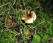 Dichtblättriger Schwärztäubling, Foto 15