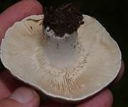 Dichtblättriger Schwärztäubling, Foto 19