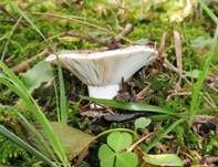 Dichtblättriger Schwärztäubling, Foto 21