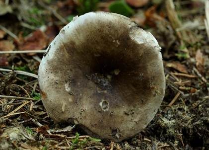 Dichtblättriger Schwärztäubling, Foto 4