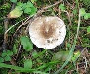 Dichtblättriger Schwärztäubling, Foto 22