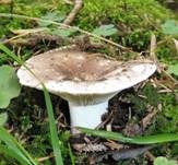 Dichtblättriger Schwärztäubling, Foto 23