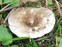 Dichtblättriger Schwärztäubling, Foto 24