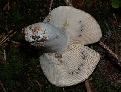 Dichtblättriger Schwärztäubling, Foto 5