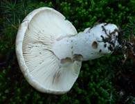 Dichtblättriger Schwärztäubling, Foto 7