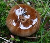 Dichtblättriger Schwärztäubling, Foto 9