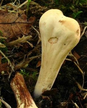 Dickbäuchige Riesenkeule, Foto 3