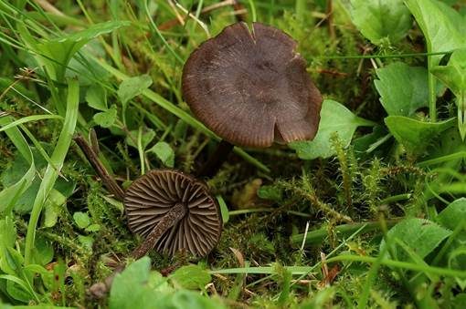 Dickblättriger Glöckling, Foto 2