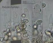 Dickblättriger Glöckling, Foto 5