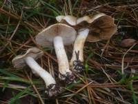 Dickblättriger Schleimkopf, Foto 4