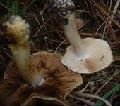 Dickblättriger Schleimkopf, Foto 7