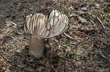 Dickblättriger Schwärztäubling, Foto 3