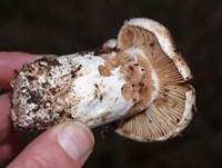 Dickblättriger Schwärztäubling, Foto 14