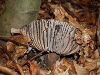 Dickblättriger Schwärztäubling, Foto 19