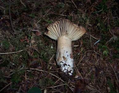 Dickblättriger Schwärztäubling, Foto 4