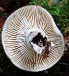 Dickblättriger Schwärztäubling, Foto 24