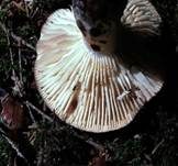 Dickblättriger Schwärztäubling, Foto 27