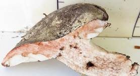 Dickblättriger Schwärztäubling, Foto 32