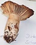 Dickblättriger Schwärztäubling, Foto 6