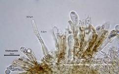 Dickblättriger Schwärztäubling, Foto 50