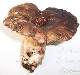 Dickblättriger Schwärztäubling, Foto 7