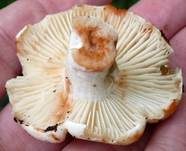 Dickblättriger Schwärztäubling, Foto 8