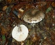 Dickblättriger Schwärztäubling, Foto 9