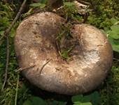 Dickblättriger Schwärztäubling, Foto 10