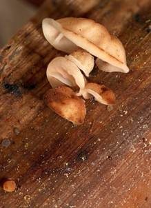 Dickblättriger Zwergschwindling, Foto 3