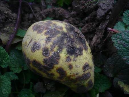 Apfelschorf, Foto 3