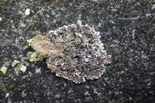Dicke Schuppenkruste, Foto 10