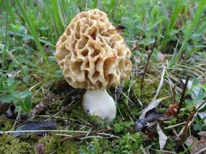 Dickfüßige Morchel, Foto 2