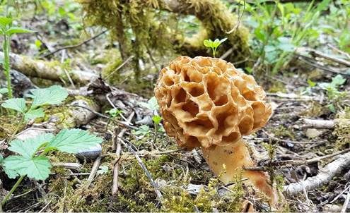 Dickfüßige Morchel, Foto 4