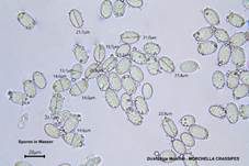 Dickfüßige Morchel, Foto 25