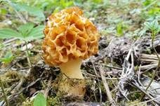 Dickfüßige Morchel, Foto 8