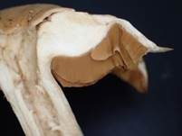 Dickfüssiger Gürtelfuß, Foto 8