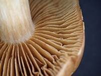 Dickfüssiger Gürtelfuß, Foto 10