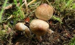 Dickfüßiger Risspilz, Foto 12