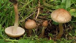 Dickfüßiger Risspilz, Foto 6
