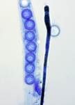 Dickrandiger Moosling, Foto 9