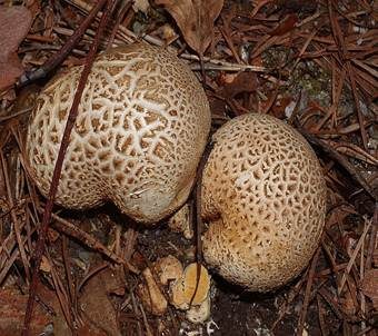Dickschaliger Kartoffelbovist, Foto 2